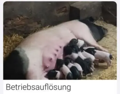 Schwäbisch Hall Schweine