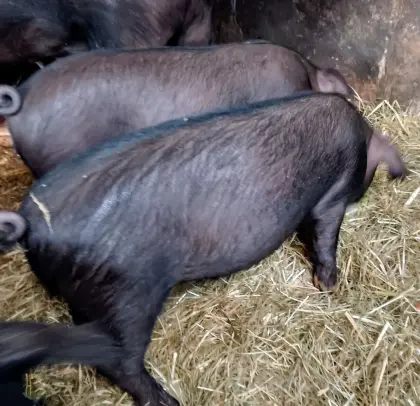 Ferkel