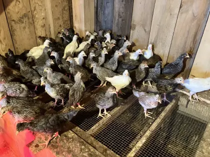 Altsteirer Hühnerküken, reinrassig, diverse Farben