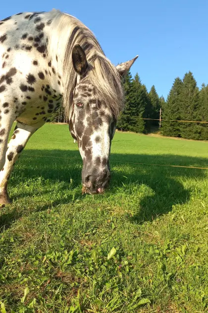 Reitbeteiligung gesucht