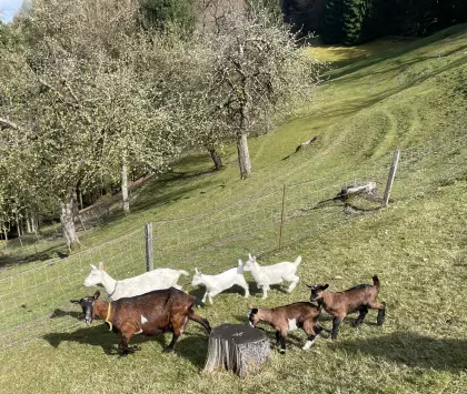 Hornlose gämsfarbige Gebirgsziege in Milch, Milchziege
