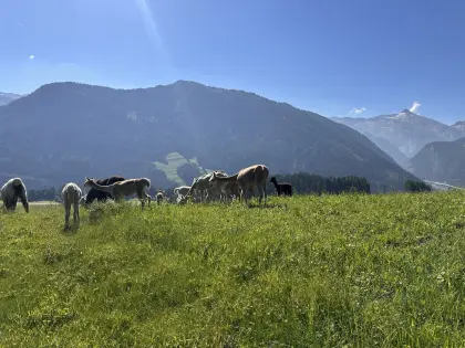 Alpaka-Zuchtstuten, Hengste, Freizeittiere