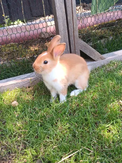 Zwergkaninchen