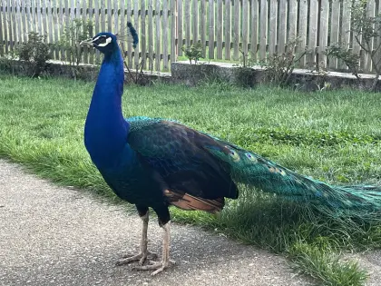 Schwarzflügelpfau