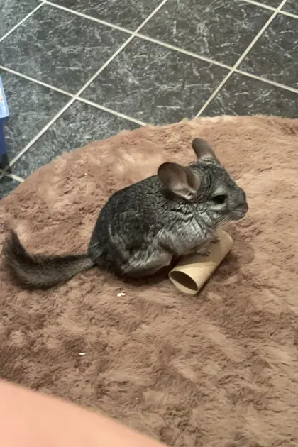 Chinchilla zum Abgeben