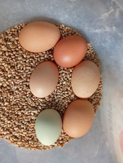 Eier zu verkaufen