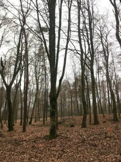 Kaufe Waldfläche