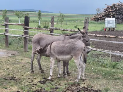 Eselfamilie