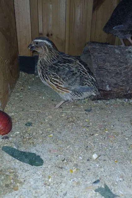 Wachtelhahn