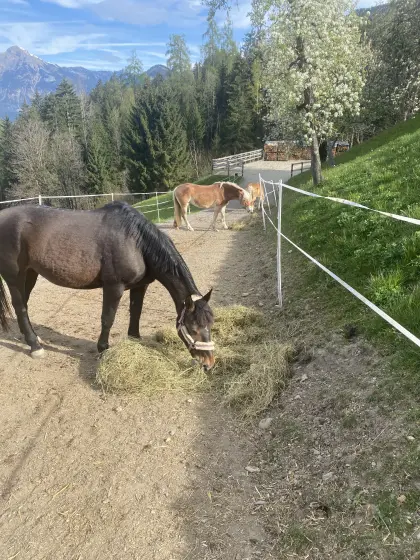 Neue Paddockboxen frei