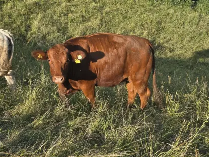 Bio Kalbin trächtig