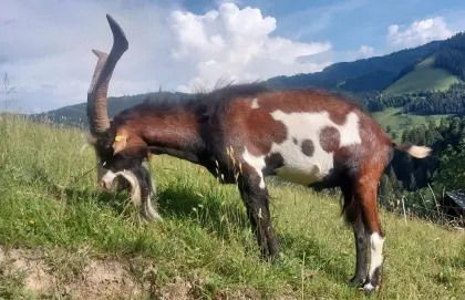 Tauernscheckenbock