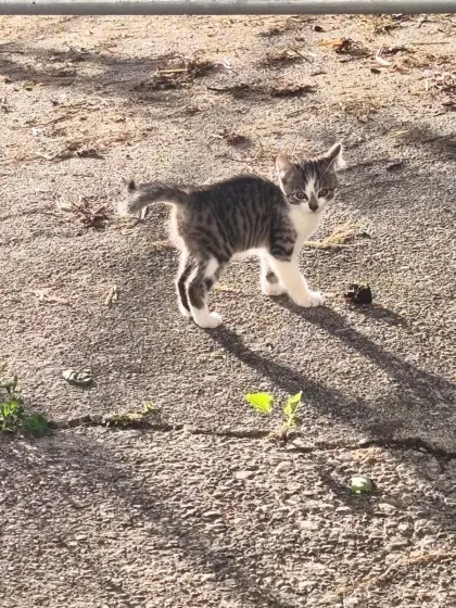 Katzen