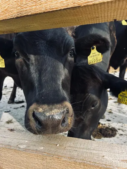 Suche Wagyu F2/F3/F4