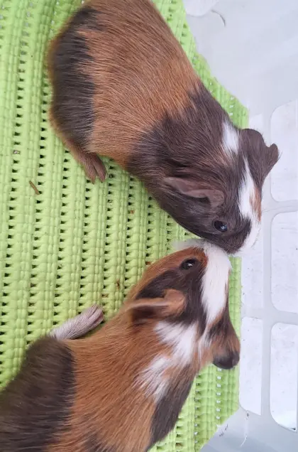Meerschweinchen
