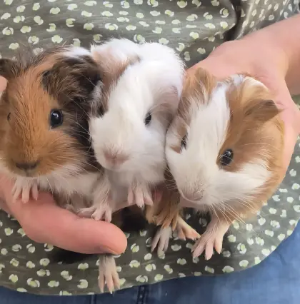 Männliche Meerschweinchen