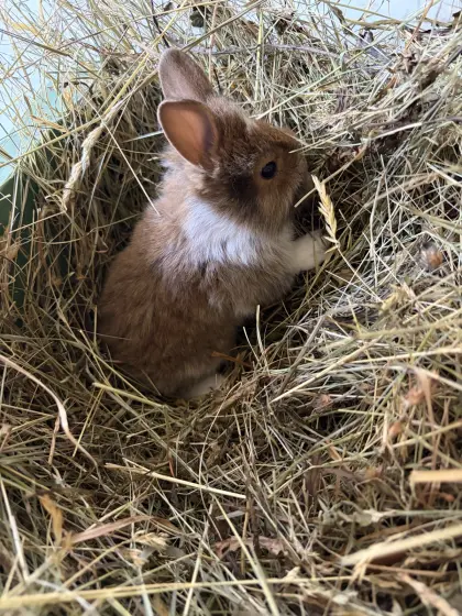 Zwerghasenbabys