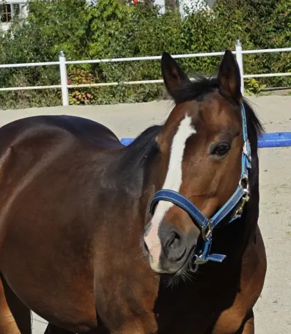 American Painthorse