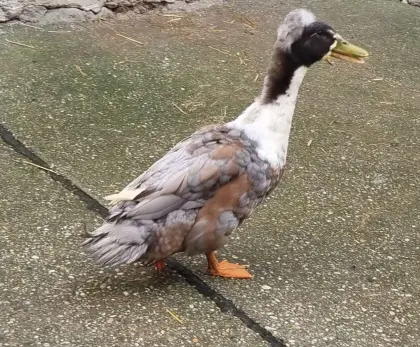 Verkaufe Enten (Erpel)