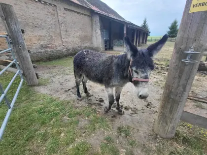 Eselhengst