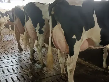 Holstein Milchkühe