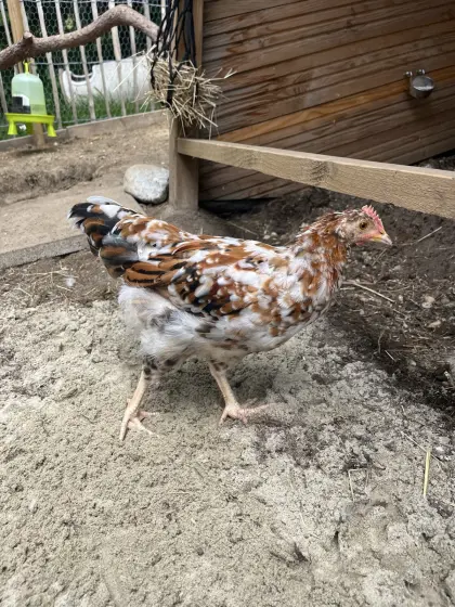 Junger schwedischer Blumenhahn sucht neues Zuhause