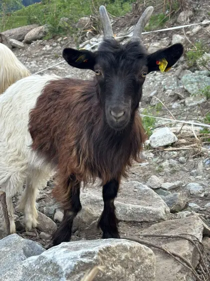 Verkaufe Walliser Schwarzhalskitz