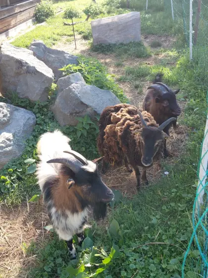 3 Zwergziegen, 1 Soay-Schaf