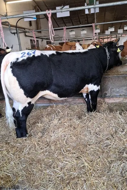 Schwarze Pinzgauer Jungkuh (trächtig)