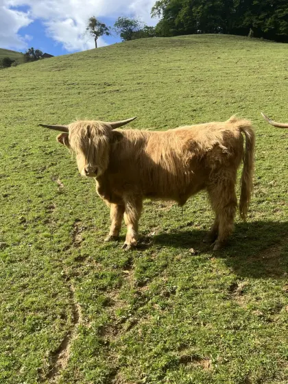 Hochlandrind-Stier