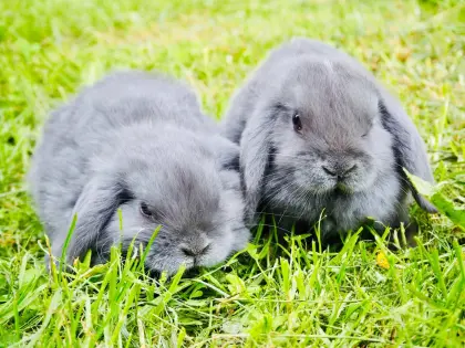 Minilop-Kaninchen