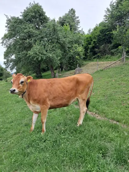 Jersey Kalbin