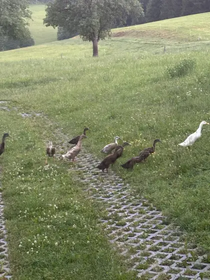 Verkaufe junge Laufenten