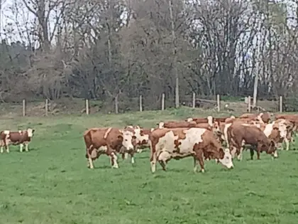 Fleckviehkuh in Milch für Mutterkuhhaltung