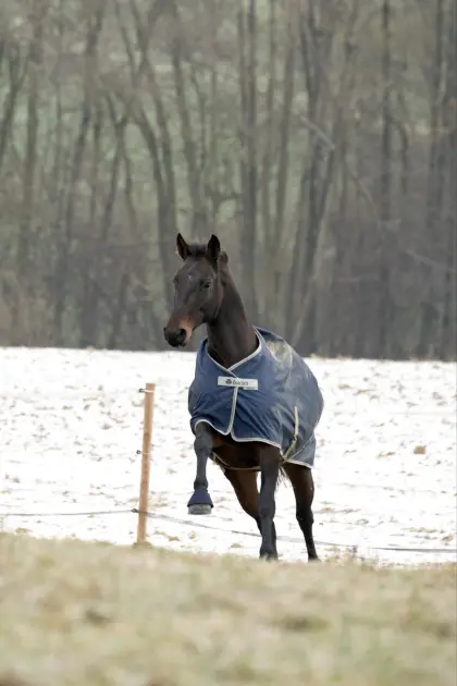 Suche Einstellplatz für Warmblutstute