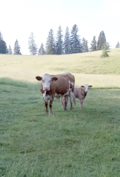 Bio-Mutterkuh + Kalb