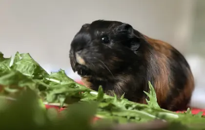 Glückliche Meerschweinchen-Babys