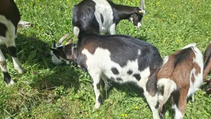 Kitze zu verkaufen, nicht HB-fähig