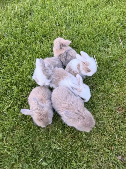 Mini-Lop, reinrassig