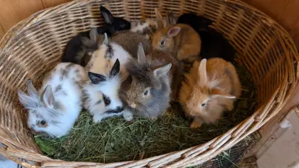 Löwenkopf-Zwergkaninchen in allen Farben