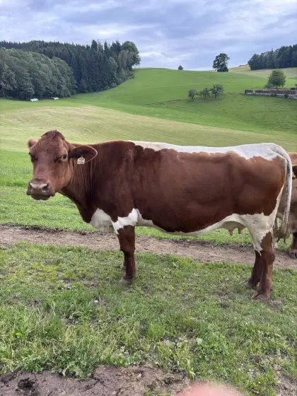 Verkaufe Pinzgauer Kuh