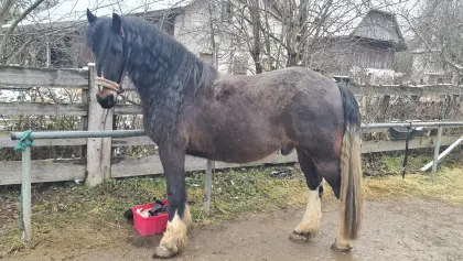 Barocker Wallach