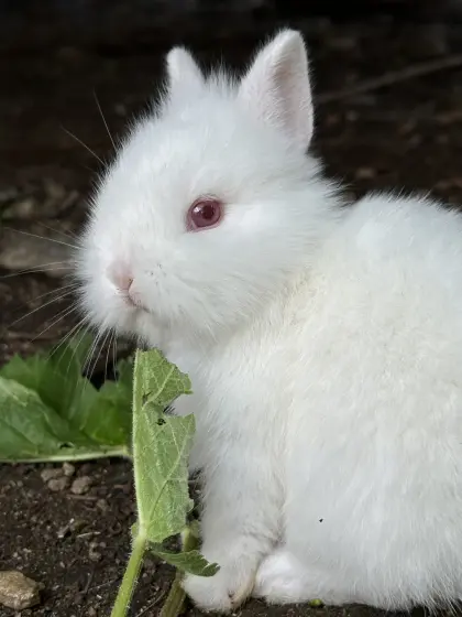 Kaninchenbabys (Albinos)