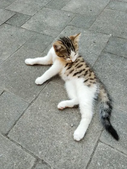 Babykatzen