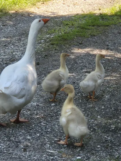 3 junge Gänse abzugeben, nur zusammen.