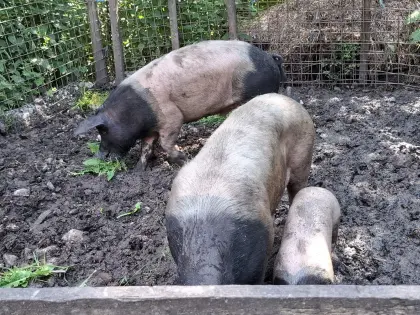 Schwäbisch Hällische Zuchtsau