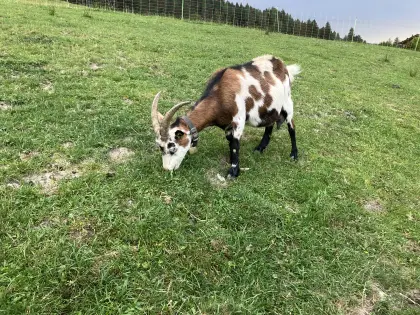 Verkaufe Tauernschecken