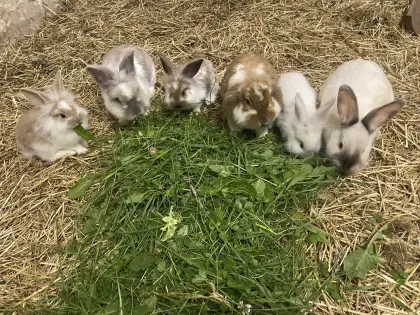 Kaninchen