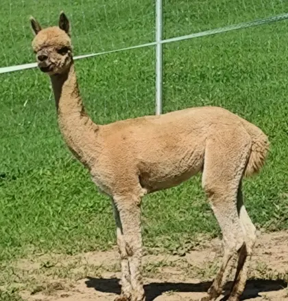 Alpaka