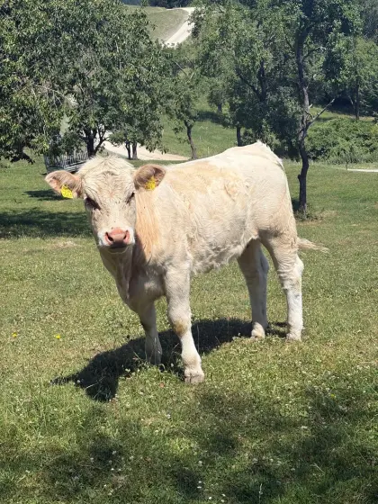 Bio-Charolais-Zuchtkalbinnen